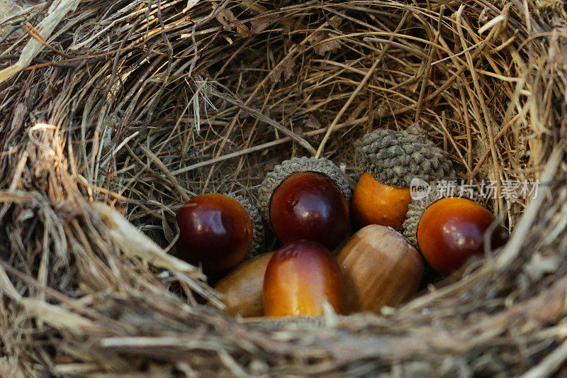 全框图像的野生鸟窝，普通画眉(Turdus merula)包含橡子，高架视图